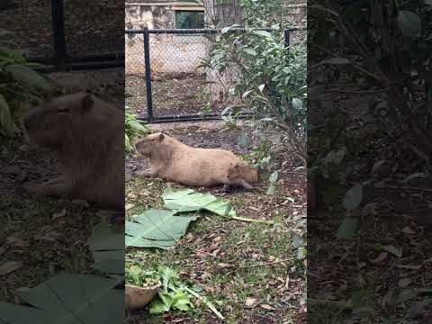 Capybaras taking their morning nap! 🥰😍