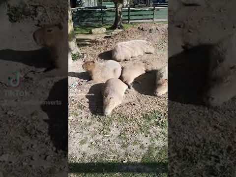 Capybaras sunbathing #shorts #capybara #rodents