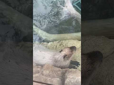 Capybara is sleeping in the water