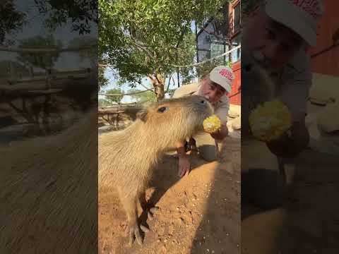 Cappybarra’s the largest rodent in the world😮