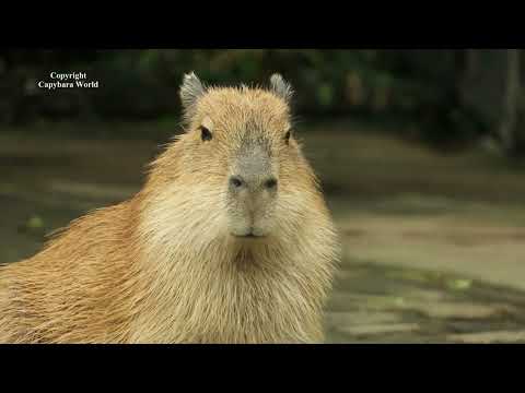 How Capybaras Chew – Not Like Other Animals, Prune カピバラが噛む方法–他の動物とは異なりプルーン 水豚如何咀嚼——不像其他動物。 修剪