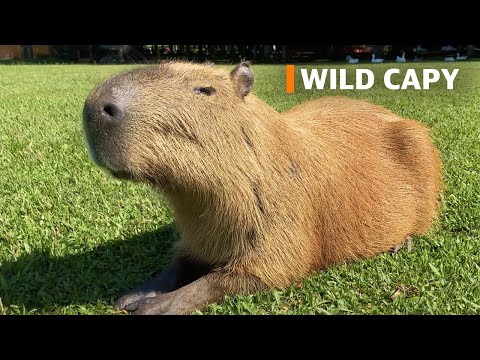 Capybara appetizingly eats grass