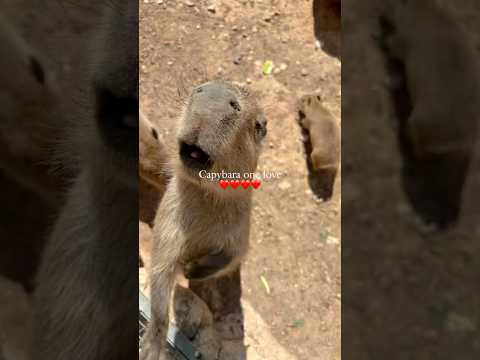 Capybara one live ❤️