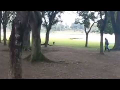 capybara run