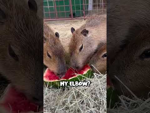 Capybaras eat watermelon