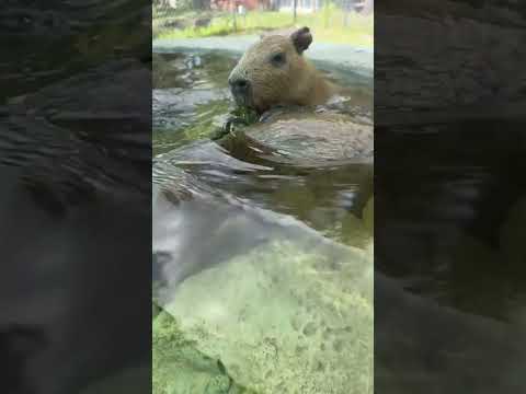 4 Capybaras in a Swim Off: Who&#039;s the Aquatic Ace? #cute #capybara