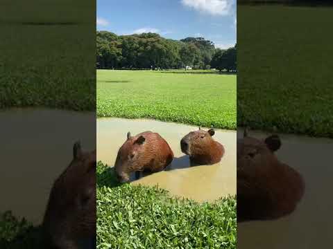 Listen to the capybara talking! #capybara #カピバラ #asmr #wildanimal #nature