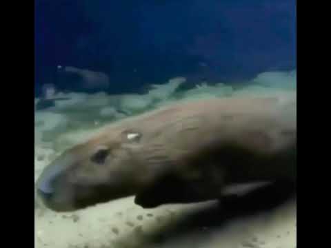 Capybara swimming underwater