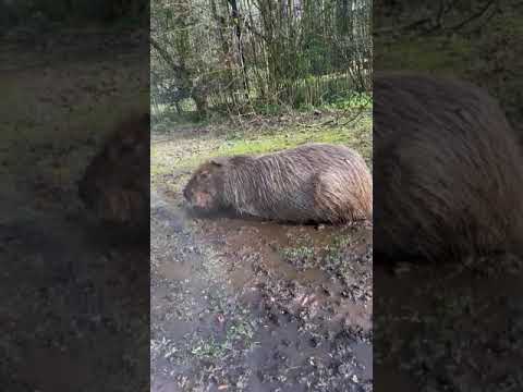 Capybara Mud Bath