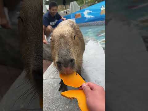 Capybara Capybara with a very stable mental state Amazing animals on TikTok Wild animals at clos