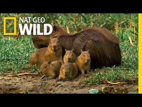 A Capybara Family&#039;s Day at Play | Deadly Game